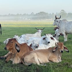 Texas Gaushala