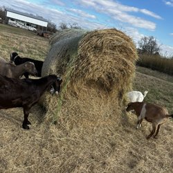 Goat's eating