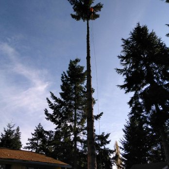 ZEE'S TREE SERVICE - Close quarter Douglas Fir removal - Tree Services Near Me ZEE'S TREE SERVICE - Close quarter Douglas Fir removal - Tree Services Near Me