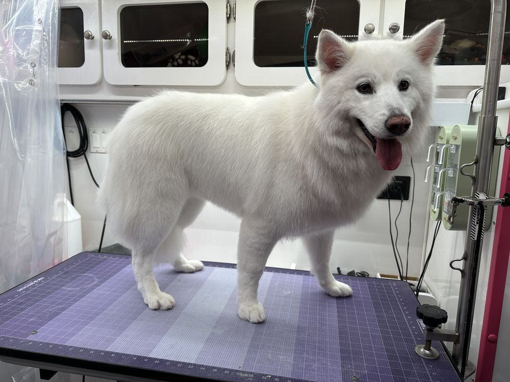 CURBSIDE CUTIES MOBILE GROOMING Updated September 2024 149 Photos Boone , North Carolina