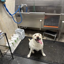 Treats Unleashed - DIY doggie bathing room