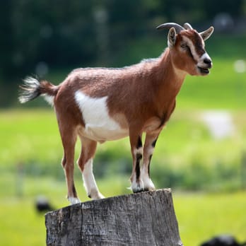 Heijst Farms - This is a goat named Prince - CSA Near Me - Oak Hill, Virginia Heijst Farms - This is a goat named Prince - CSA Near Me - Oak Hill, Virginia