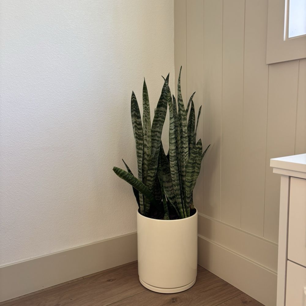 Garibaldo's Nursery - Snake plant - Nurseries & Gardening Near Me - Bellflower, California