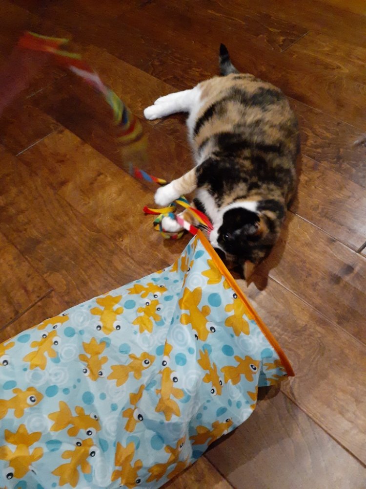 TLC PET SITTING & DOG Updated August 2024 12926 Camden Ave, Omaha