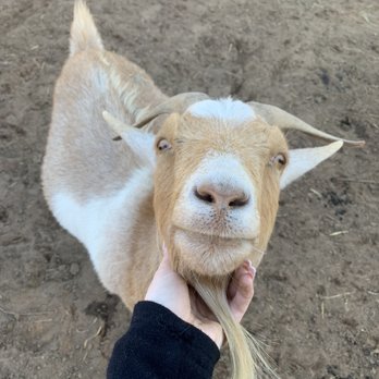 Alpine Acres Sanctuary Farm - Ranches Near Me - Alpine, California