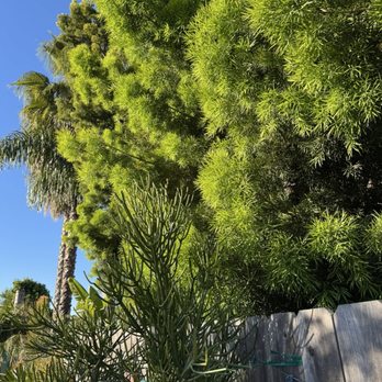 Westview Tree Experts - Tree Services Near Me - Vista, California Westview Tree Experts - Tree Services Near Me - Vista, California