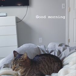 Worc Animal Rescue League