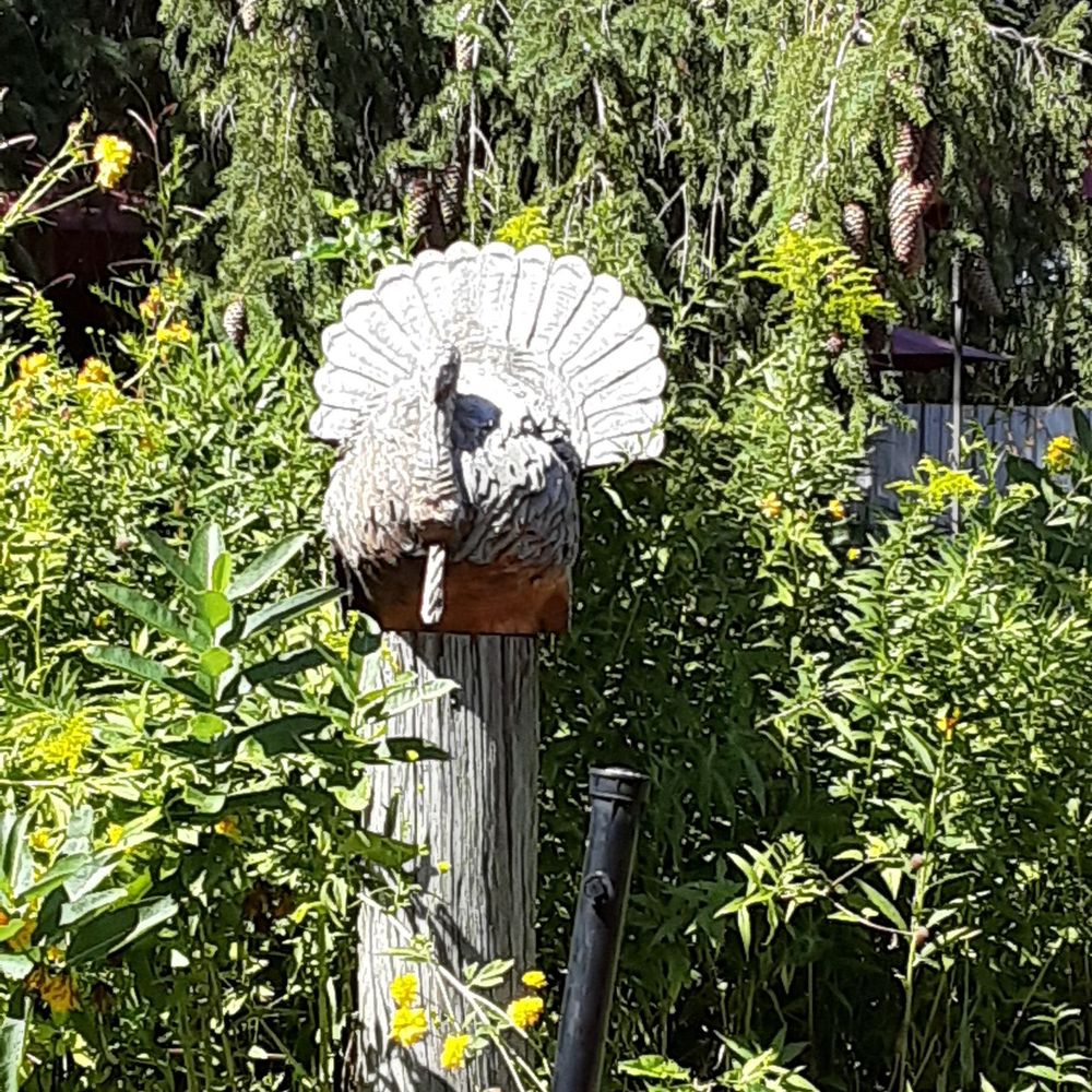 White Turkey Drive-In - The hand carved White Turkey beneath a beautiful, old pine tree. - Burgers Near Me - Conneaut, Ohio White Turkey Drive-In - The hand carved White Turkey beneath a beautiful, old pine tree. - Burgers Near Me - Conneaut, Ohio