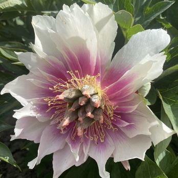 Adelman Peony Gardens - Nurseries & Gardening Near Me - Salem, Oregon