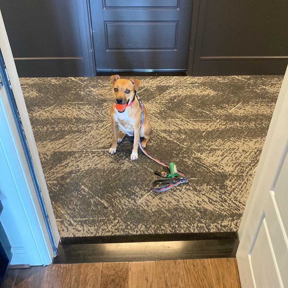 Mitzy knowing to wait before entering a room Mitzy knowing to wait before entering a room