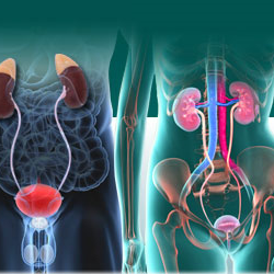 Academic Urology and Urogynecology of Arizona