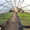 Lambert Growers gift card