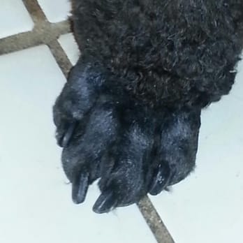 Coventry Pet Resort - Perfect poodle feet. Pam was our groomer and she was FABULOUS. - Pet Sitting Near Me - Redlands, California