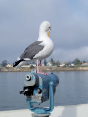 Santa Cruz Wharf by null