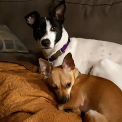 Misty Creek Dog Rescue