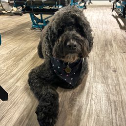 Otis! After his sweet cut, so good to see his eyes. Otis! After his sweet cut, so good to see his eyes.