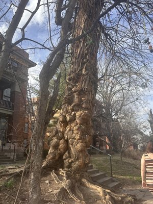 The Witches' Tree by null