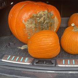Holland Farms
