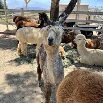 The Alpaca Hacienda - Attraction Farms Near Me - Temecula, California