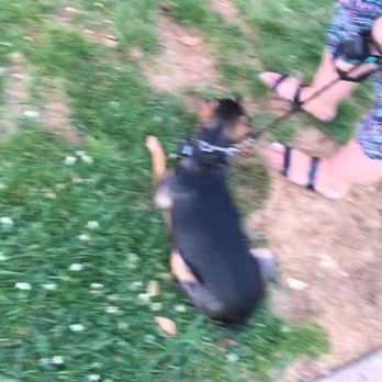 Gold Hill Canine - Pet Training Near Me - Granite Bay, California Gold Hill Canine - Pet Training Near Me - Granite Bay, California
