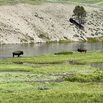 BrushBuck Wildlife Tours - Just a few of the bison we saw!! - Tours Near Me - Jackson, Wyoming