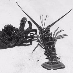 SpearfishingToday - #lobster #crab