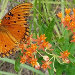 Chiappini Farm Native Nursery - Butterfly Weed