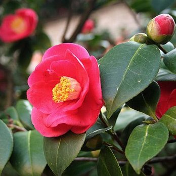 Top Dog Lawn Care - a red flower with green leaves - Landscaping Near Me Top Dog Lawn Care - a red flower with green leaves - Landscaping Near Me