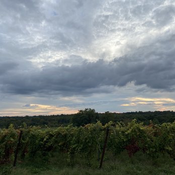 Windridge Vineyards - The grape vines. - Wineries Near Me - Darnestown, Maryland Windridge Vineyards - The grape vines. - Wineries Near Me - Darnestown, Maryland