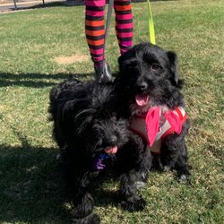Good Dog Rescue - We were able to foster these two, and pick the one who best fit our family.