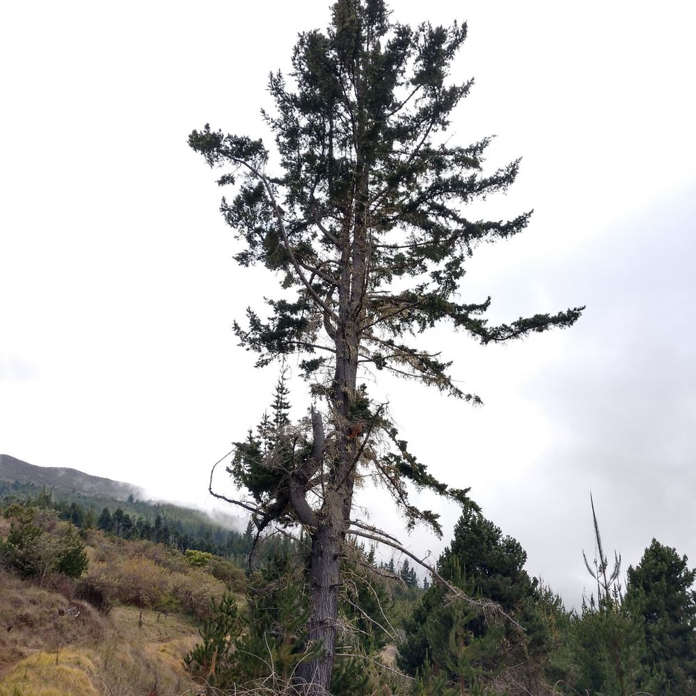 Polipoli Springs State Recreation Area - Stand tall - Parks Near Me Polipoli Springs State Recreation Area - Stand tall - Parks Near Me