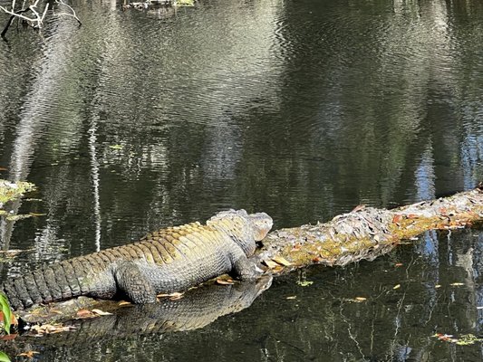 Ellie Schiller Homosassa Springs Wildlife State Park by null