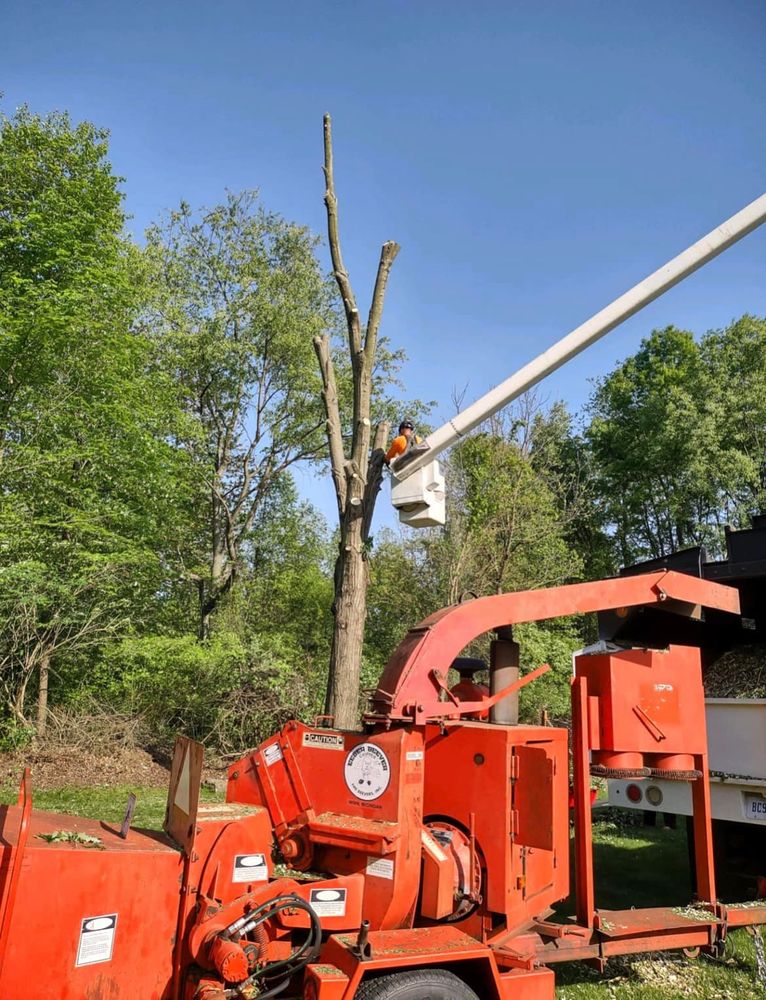 The Tree Guy Services - tree service in Jackson, MI