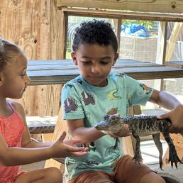2 year old gator named David. 2 year old gator named David.