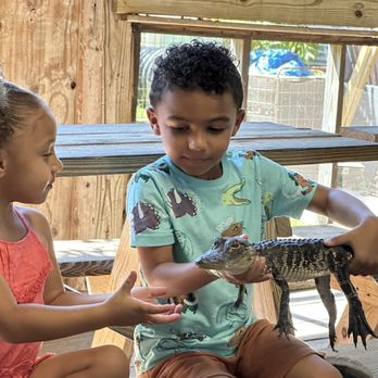 Jungle Adventures - 2 year old gator named David. - Tours Near Me - Christmas, Florida Jungle Adventures - 2 year old gator named David. - Tours Near Me - Christmas, Florida