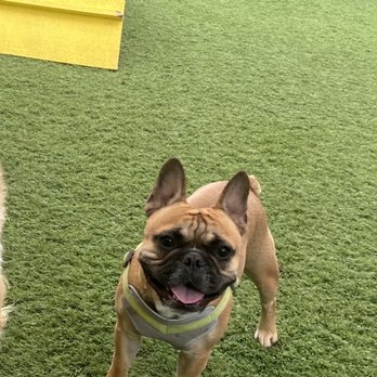 Dog Sitting by Ally - Pet Boarding Near Me