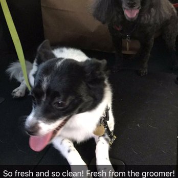 Pet Haven Salon - Post groom photo - Pet Groomers Near Me - Kapolei, Hawaii Pet Haven Salon - Post groom photo - Pet Groomers Near Me - Kapolei, Hawaii