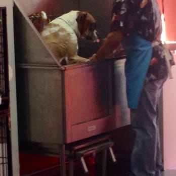 Pet Land - Spa day! - Pet Groomers Near Me Pet Land - Spa day! - Pet Groomers Near Me