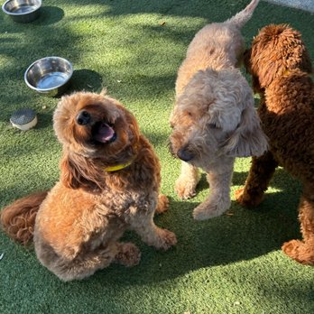 Paws Landing - Lexi smiling - Pet Boarding Near Me - Leander, Texas