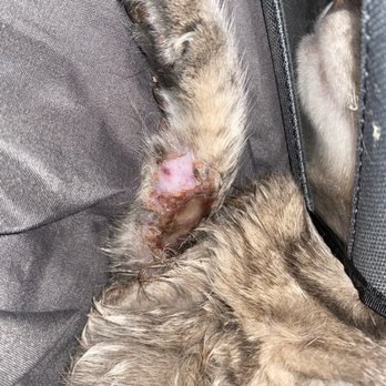TrueCare for pets - Infected arm - Veterinarians Near Me - Studio City, California TrueCare for pets - Infected arm - Veterinarians Near Me - Studio City, California