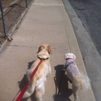 The Pink Poodle - Dog Walkers Near Me