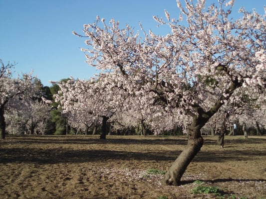 Parque de la Quinta de los Molinos by null