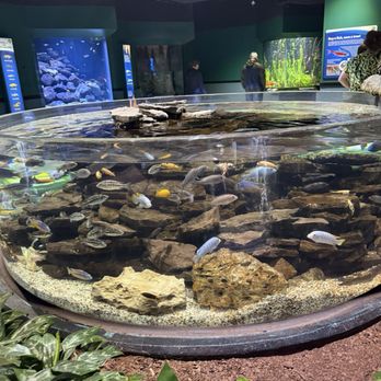 Newport Aquarium - Fish bowl - Aquariums Near Me - Newport, Kentucky