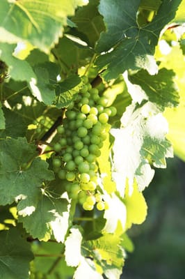 Hermann J. Wiemer Vineyard by null