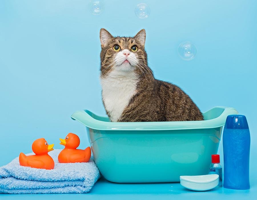 Bakyard Sitters - pet boarding facility in Layton, UT