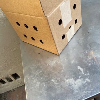 Rainbow Mealworms - Big ol holes in the outer box for hundreds of bugs to escape through. - Reptile Shops Near Me - Compton, California
