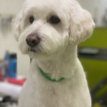 Healthy Spot - Long Beach - Jan 2024 -- after grooming, he looks so much younger!!! - Pet Sitting Near Me - Long Beach, California