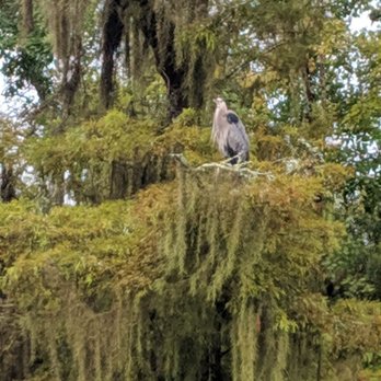 Cajun Critters Swamp Tour - Birdy - Tours Near Me - Westwego, Louisiana