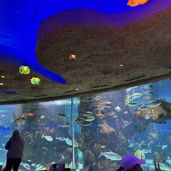 Aquarium Restaurant - View from our table - Seafood Near Me - Nashville, Tennessee Aquarium Restaurant - View from our table - Seafood Near Me - Nashville, Tennessee