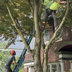 Ripley Tree Service